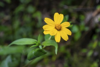 Yellow flower (tribe Heliantheae), in rainforest, Amani Nature Forest Reserve, Eastern Usambara