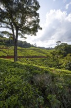 Tea plantation on hills between tropical rainforest, sun star, Amani Nature Forest Reserve, Eastern