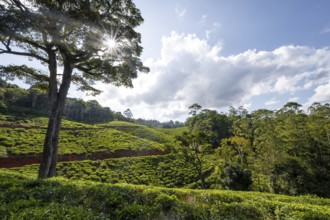 Tea plantation on hills between tropical rainforest, sun star, Amani Nature Forest Reserve, Eastern