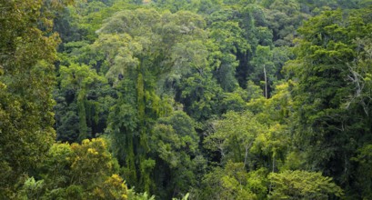 Densely growing treetops in tropical rainforest, Amani Nature Forest Reserve, Tanga, Tanzania