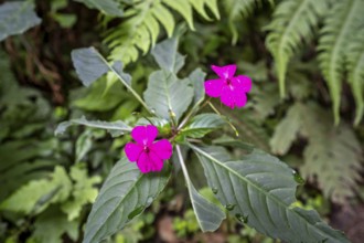 Flower with pink blossom (Impatiens usambarensis), in the rainforest, Amani Nature Forest Reserve,