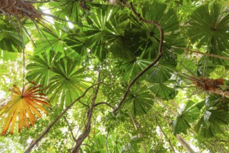 Australian fan palms in sunny rainforest on the way to Mount Sorrow in Daintree National Park