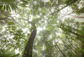 Misty tropical forest with ficus and endemic species on the way to Mount Sorrow in Daintree