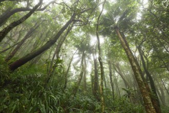 Misty tropical forest with ficus and endemic species on the way to Mount Sorrow in Daintree