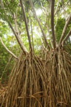 Ancient screw tree in Daintree National Park, Queensland, Australia