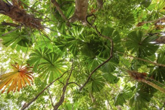 Australian fan palms in sunny rainforest on the way to Mount Sorrow in Daintree National Park,