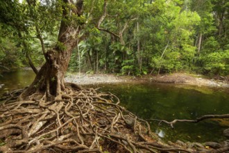 Tropical swimming pool in Emmagen Creek in the dense rainforest of Daintree National Park Cape