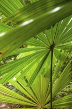 Australian fan palms in sunny rainforest on the way to Mount Sorrow in Daintree National Park
