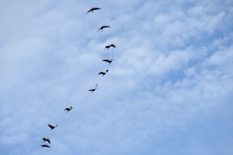 Cranes flying in formation (Grus grus), Darß, Mecklenburg-Western Pomerania, Germany