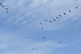 Flying cranes (Grus grus), Darß, Mecklenburg-Western Pomerania, Germany