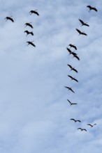 Cranes flying in formation (Grus grus), Darß, Mecklenburg-Western Pomerania, Germany