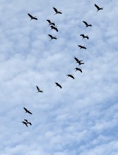 Flying cranes (Grus grus), Darß, Mecklenburg-Western Pomerania, Germany