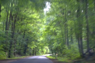 Buchenallee (Fagus), Movement, Mecklenburg-Western Pomerania, Germany