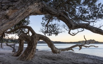 New Zealand Christmas tree (Metrosideros) on sandy beach. Ferry Landing, Coromandel Peninsula,
