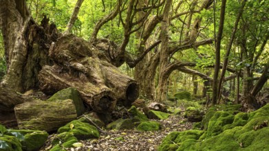 Forest landscape in New Zealand in the Cathedral Cove Walk area. Hahei, Coromandel Peninsula,