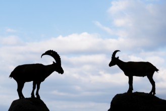 A male and female ibex (Capra ibex) stand facing each other on separate rocks. Silhouette against