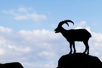 A male ibex (Capra ibex) stands on a rock. Silhouette against a blue sky with clouds. Carinthia,