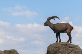 A male ibex (Capra ibex) stands on a rock. A blue sky with clouds can be seen in the background.