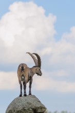A male ibex (Capra ibex) stands on a rock. A blue sky with clouds can be seen in the background.