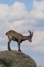 A female ibex (Capra ibex) stands on a rock. A blue sky with clouds can be seen in the background.