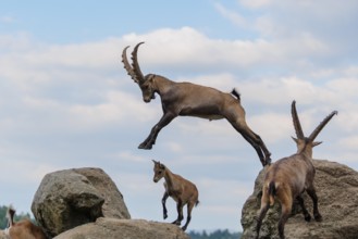A male ibex (Capra ibex) jumps from rock to rock. A blue sky with clouds can be seen in the