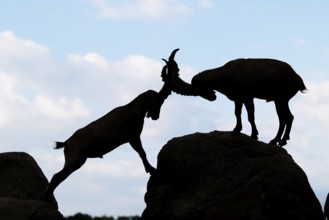 Two male ibexes (Capra ibex) stand facing each other on a rock and playfully fight with each other.