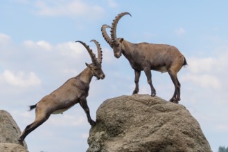 Two male ibexes (Capra ibex) stand facing each other on a rock and playfully fight with each other.