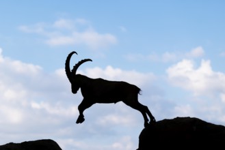 A male ibex (Capra ibex) jumps from rock to rock. Silhouette against a blue sky with clouds.