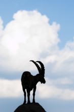 A male ibex (Capra ibex) stands on a rock. Silhouette against a blue sky with clouds. Carinthia,