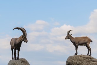 A male and female ibex (Capra ibex) stand facing each other on separate rocks. A blue sky with