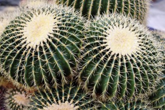 Large 'Echinocactus Platyacanthus' giant barrel cacti with white spikes