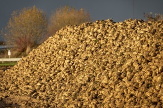 Agriculture, sugar beets are piled up on the edge of the field after harvesting, beet rental,