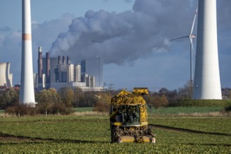 Sugar beet harvest, with an automatic, digitized, Ropa Tiger S6 sugar beet harvester, near