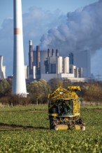 Sugar beet harvest, with an automatic, digitized Ropa Tiger S6 sugar beet harvester, near