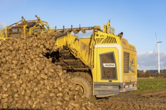 Sugar beet harvest, with an automatic, digitized, Ropa Tiger S6 sugar beet harvester, depositing