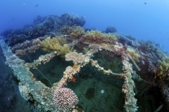 Deck, overgrown with various corals, SS Turkia, British, steamship, sunk 17.05.1941, Second World