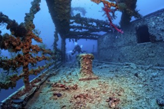 Diver explores Rosalie Moller wreck, shipwreck, British, sunk in World War II on 08.10, 1941 by two