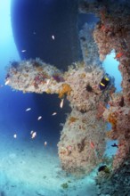 Rosalie Moller wreck, shipwreck, propeller, propeller, British, sunk in World War II on 08.10, 1941