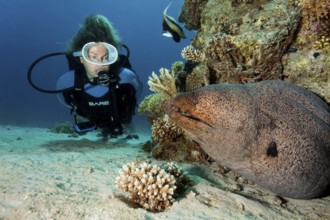 Diver, diver looking at giant moray eel (Gymnothorax javanicusr), very large, off Gubal Island,