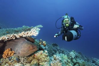 Diving legend, diver Rudi Kneip looks at giant moray eel (Gymnothorax javanicus), very big, Gubal,