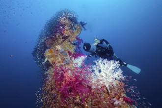 Diver, scooter, Rudi Kneip looking at loading tree, densely overgrown, soft corals (Nephtheidae),