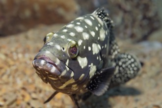 Summana grouper (Epinephelus summana), portrait, on the wreck of SS Turkia, Gulf of Suez, Red Sea,