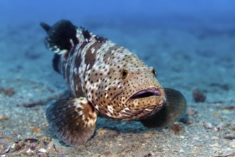 Grouper (Epinephelus stoliczkä) on the wreck of SS Turkia, Gulf of Suez, Red Sea, Egypt