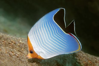 Red-headed butterflyfish (Chaetodon larvatus) on the wreck of SS Turkya, Gulf of Suez, Red Sea,