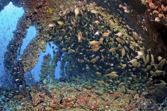 Swarm of cave hatchetfish (Pempheris vanicolensis) in wreck, shipwreck, SS Turkia, British,
