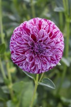 Dahlias (Dahlia), Münsterland, North Rhine-Westphalia, Germany