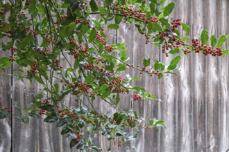 Holly (Ilex aquifolium), with red, poisonous fruits, Barken-Weseke, Münsterland, North
