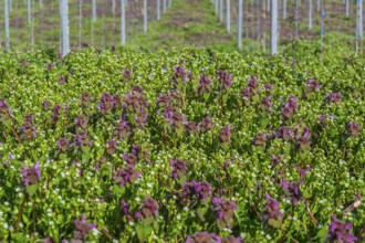 Purple deaf nettle (Lamium purpureum) in the vineyard, Südpfalz, Palatinate, Rhineland-Palatinate,
