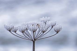 Dried inflorescence of a plant coated with ice crystals, Münsterland, North Rhine-Westphalia,