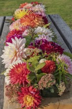 Dahlia arrangement (dahlia) as decoration on a wooden table, Münsterland, North Rhine-Westphalia,